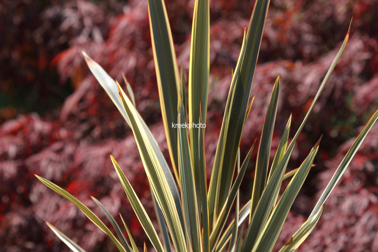 Phormium 'Alison Blackman'