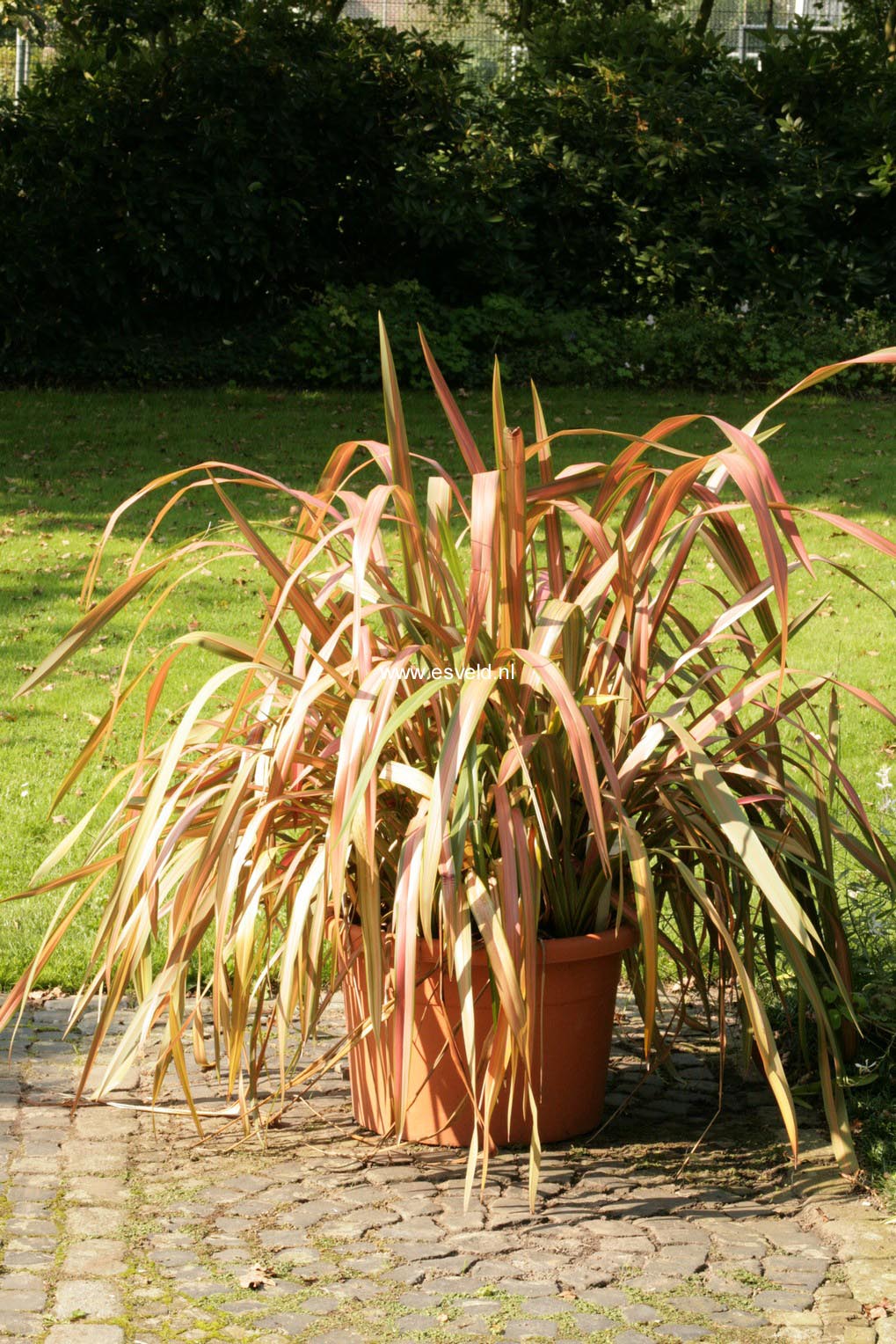 Phormium 'Rainbow Queen'