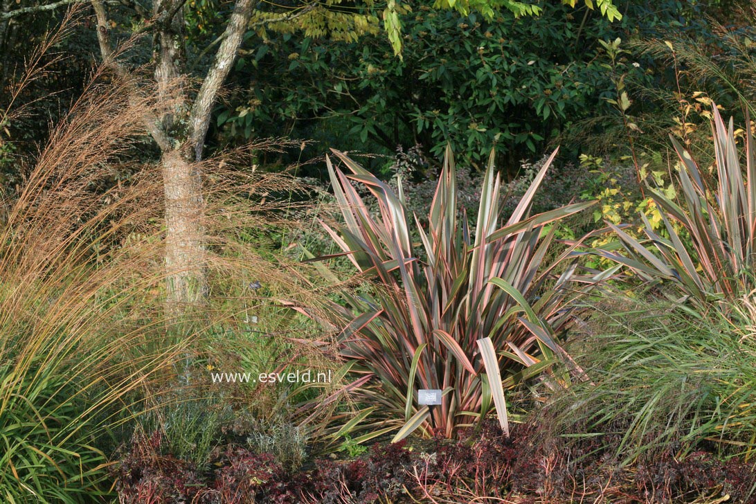Phormium 'Sundowner'