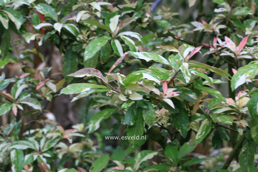 Photinia davidiana 'Palette'