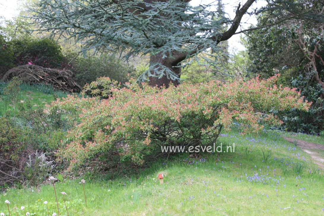 Photinia davidiana 'Prostrata' (26045)