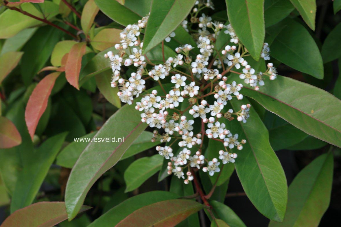 Photinia dummeri 'Winchester'