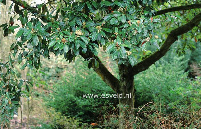 Photinia fraseri 'Robusta'