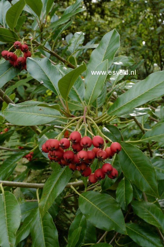 Photinia salicifolia