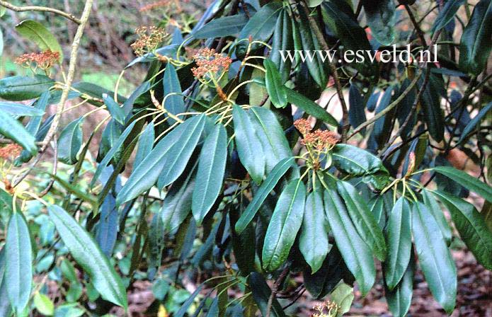 Photinia serratifolia