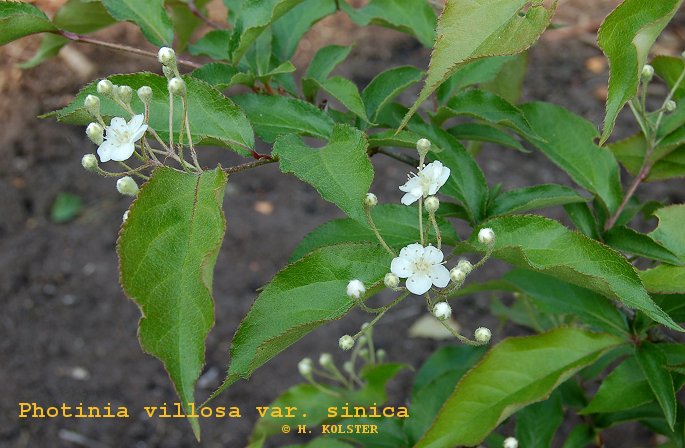 Photinia villosa sinica (81805)