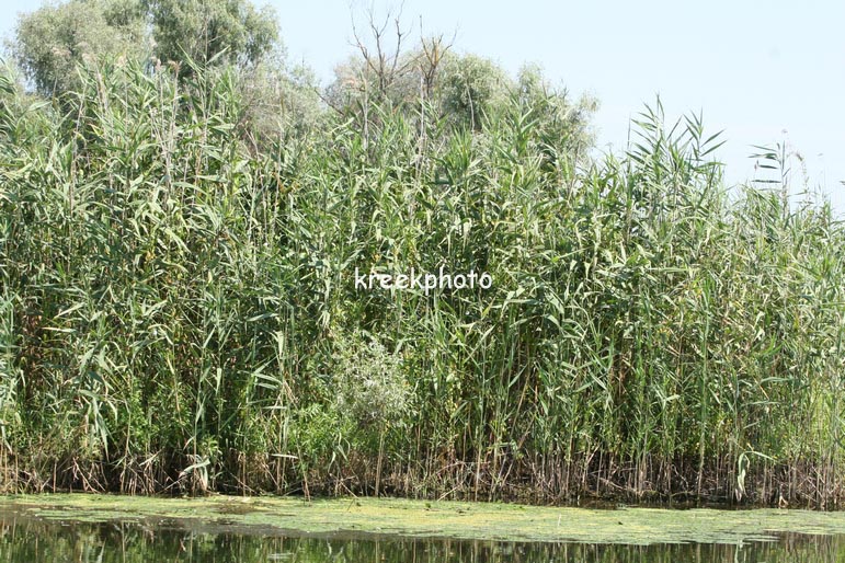 Phragmites australis