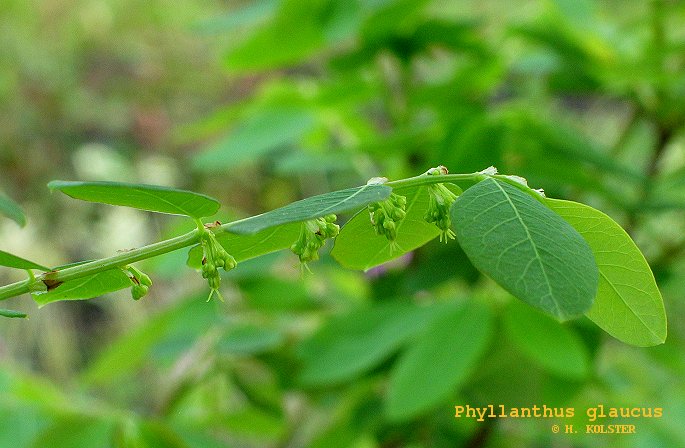 Phyllanthus glaucus