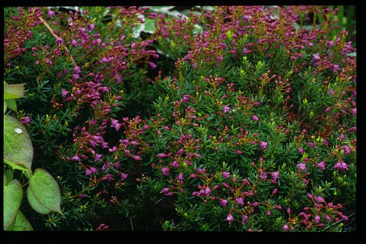 Phylliopsis hillieri 'Coppelia'