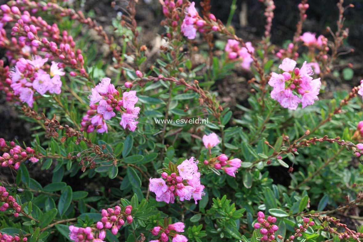 Phylliopsis hillieri 'Pinocchio'