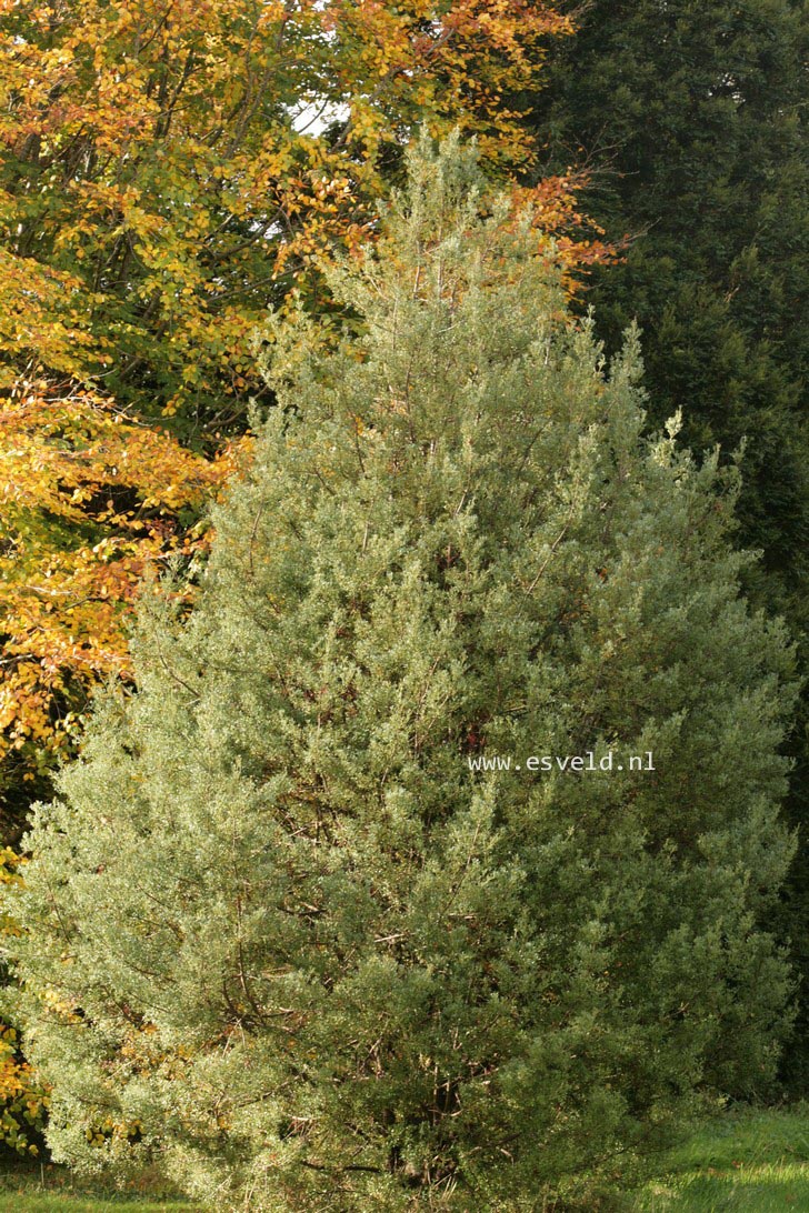 Phyllocladus aspleniifolius