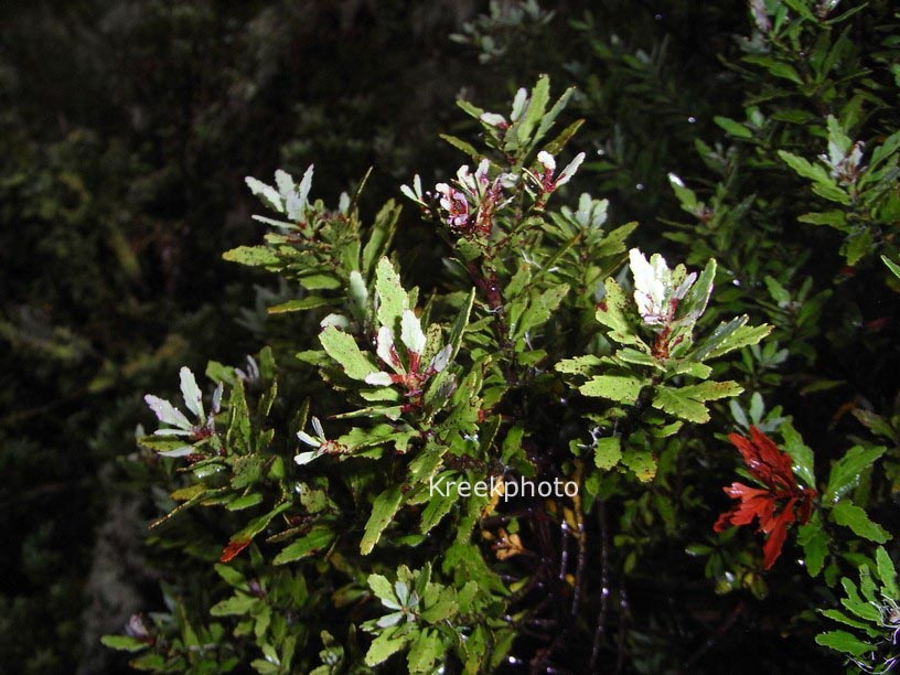 Phyllocladus trichomanoides var. alpinus