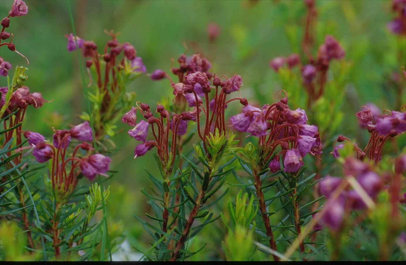 Phyllodoce empetriformis
