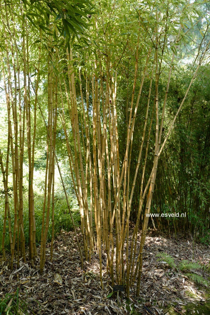 Phyllostachys aurea 'Holochrysa' (A4964)
