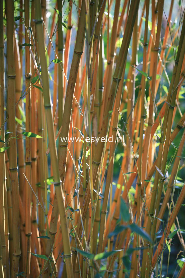 Phyllostachys aureosulcata 'Aureocaulis'