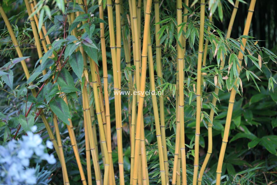 Phyllostachys aureosulcata 'Harbin Inversa'