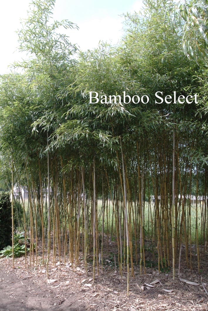 Phyllostachys aureosulcata 'Spectabilis'