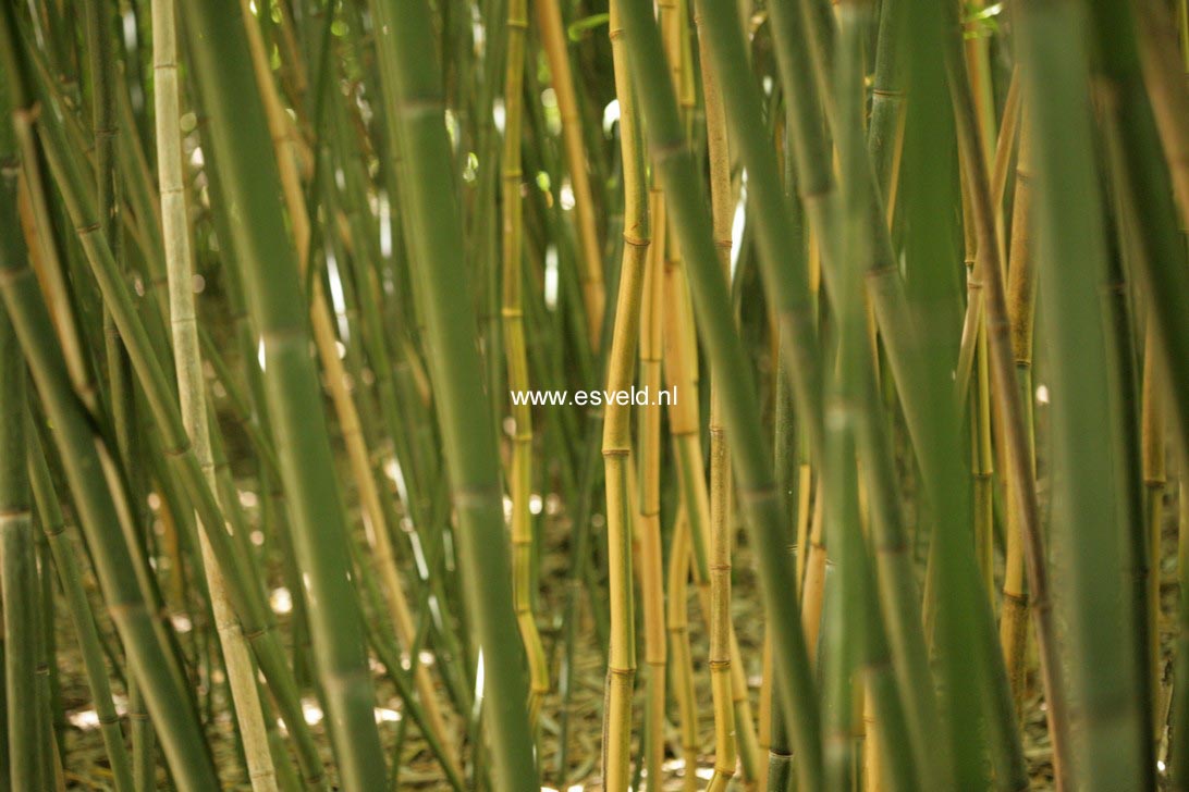 Phyllostachys aureosulcata