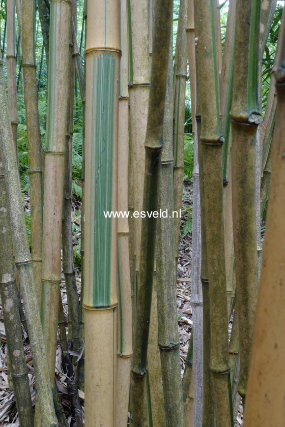 Phyllostachys bambusoides 'Castillonis'