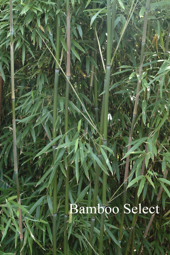 Phyllostachys humilis