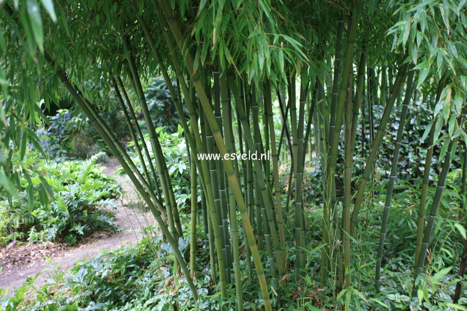 Phyllostachys nigra 'Henonis'