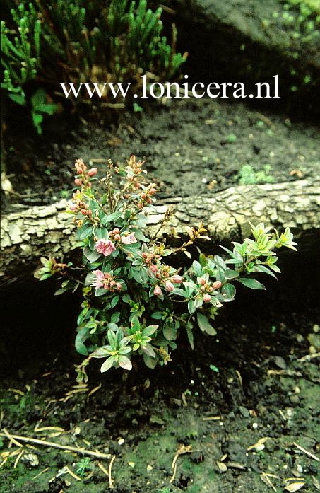 Phyllothamnus erectus Phyllothamnus erectus