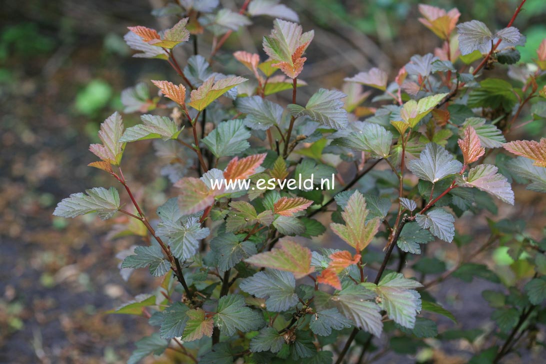Physocarpus opulifolius 'Center Glow'