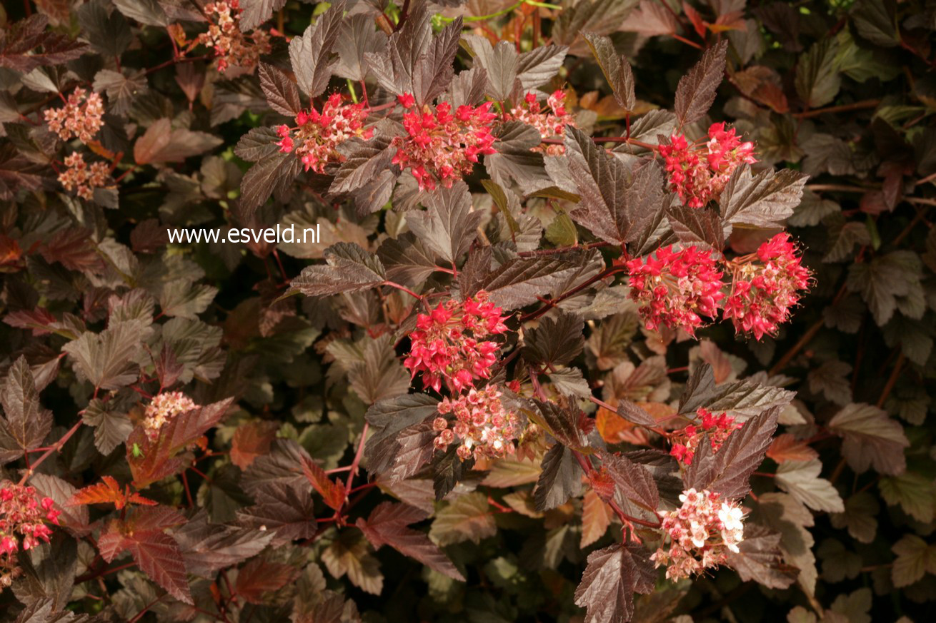 Physocarpus opulifolius 'Mindia' (DIABLE D'OR)