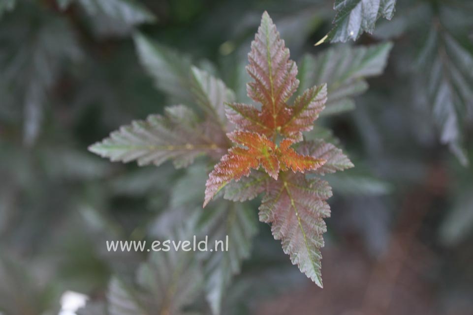 Physocarpus opulifolius 'Red Baron'