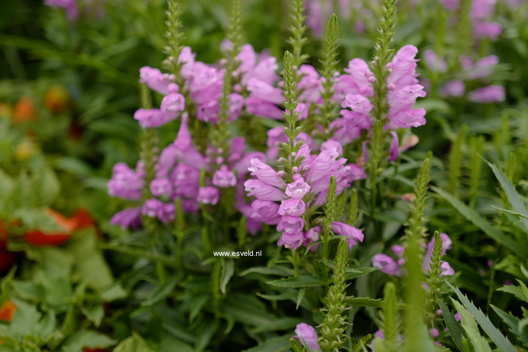 Physostegia virginiana 'Vivid'