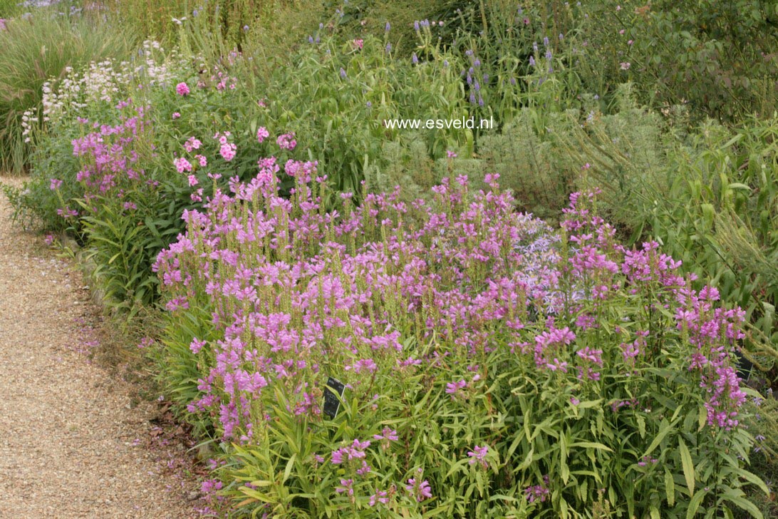 Physostegia virginiana
