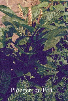 Phytolacca acinosa Phytolacca acinosa