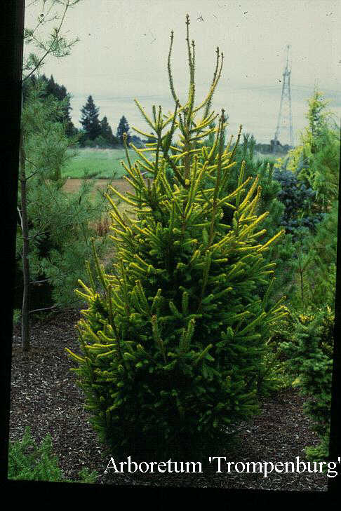 Picea abies 'Aurea'