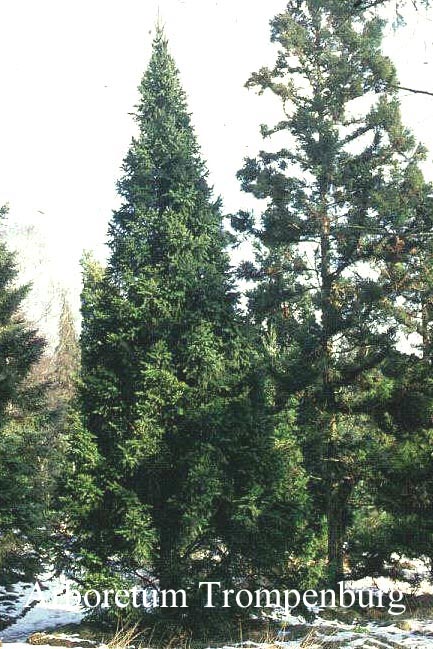 Picea abies 'Cupressina'