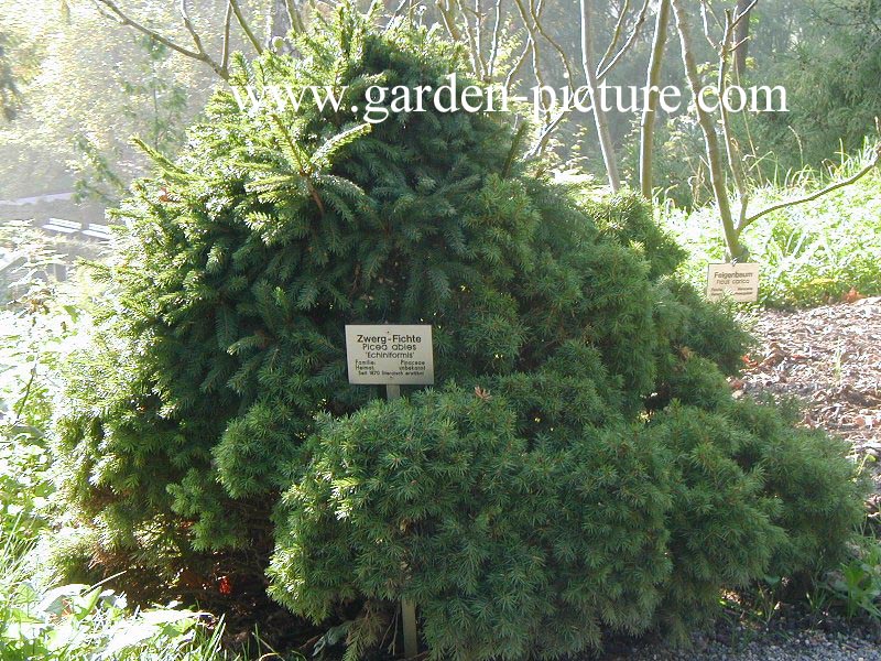 Picea abies 'Echiniformis' Picea abies 'Echiniformis'