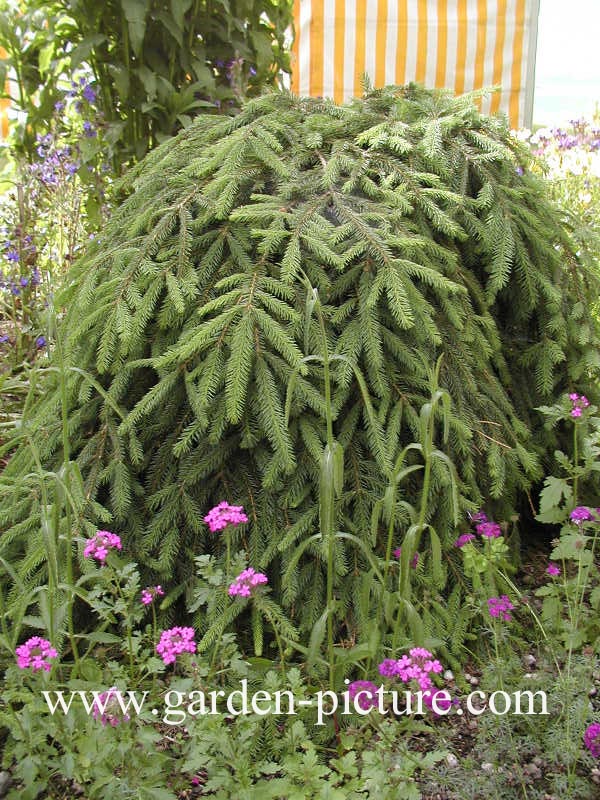 Picea abies 'Farnsburg' Picea abies 'Farnsburg'