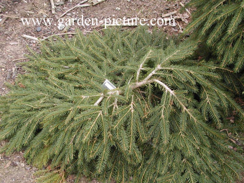Picea abies 'Formanek'