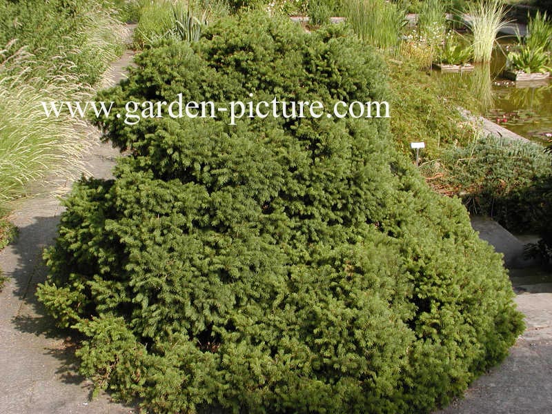 Picea abies 'Gregoryana'
