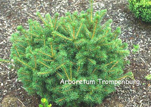 Picea abies 'Maxwellii'