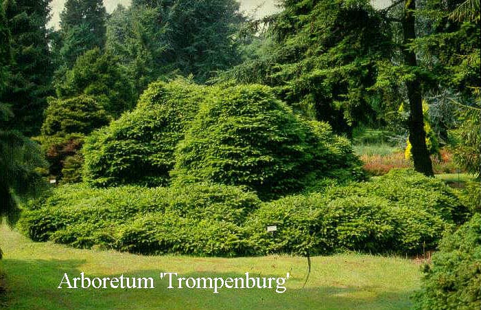 Picea abies 'Pumila Nigra' Picea abies 'Pumila Nigra'