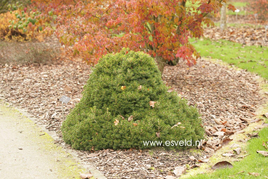 Picea abies 'Tompa'