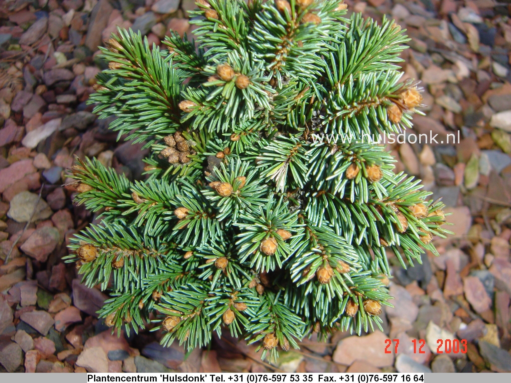 Picea abies 'Zillertal-2'