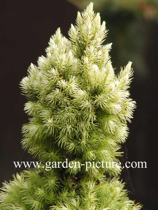 Picea glauca 'Daisy's White'