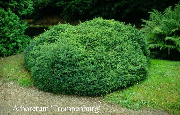 Picea glauca 'Echiniformis'