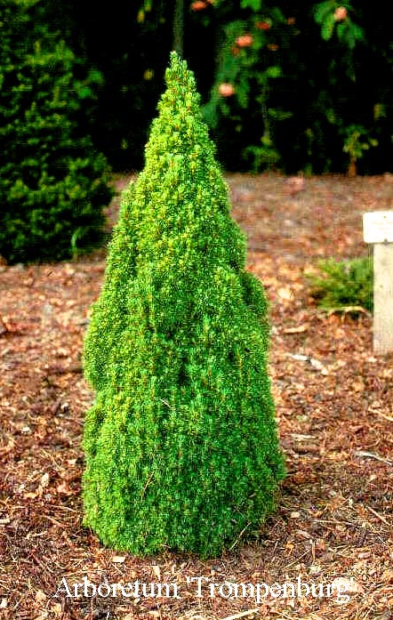 Picea glauca 'Laurin'