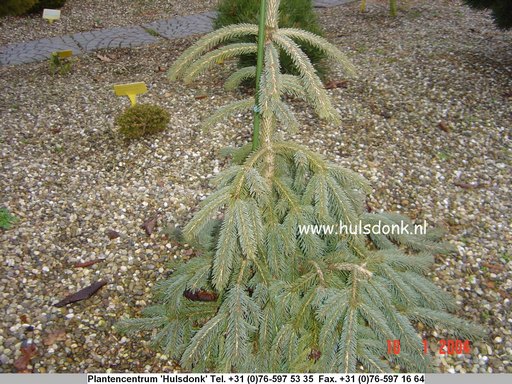 Picea glauca 'Pendula'