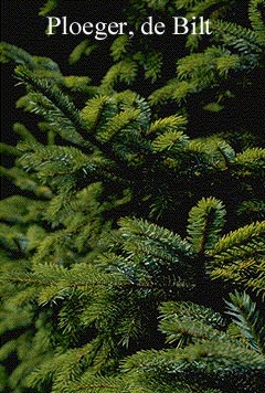 Picea jezoensis Picea jezoensis