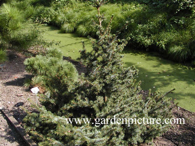 Picea omorika 'Freya'
