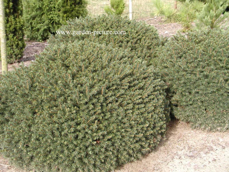 Picea omorika 'Karel'