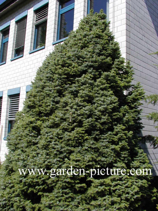 Picea omorika 'Nana'